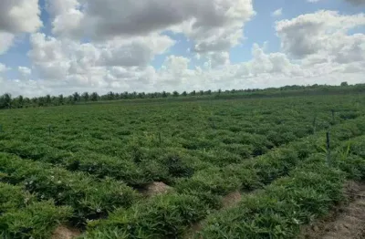 Chácara / sítio com 3 quartos à venda no Centro, Vera Cruz 