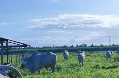 Fazenda com 300 hectares bastante estruturada um luxo de fazenda