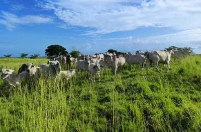 Fazenda com 80.5 hectares na região de monte alegre o paraíso da grande natal rica de tudo