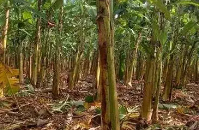 Chácara / sítio com 3 quartos à venda no Centro, Touros 