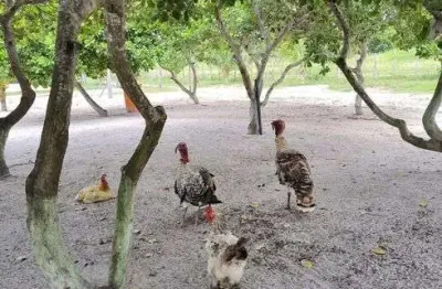 Chácara / sítio com 3 quartos à venda no Centro, Monte Alegre 