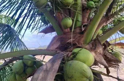 Sitio com 8 hectares plantado de coqueiros em plena produção 100% irrigado 3 poços tubulares