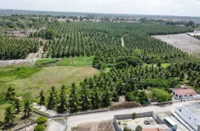 Granja com 12 hectares plantada de coqueiros em monte alegre