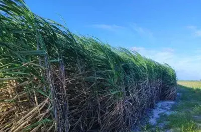 Fazenda com 300 hectares com estrutura de luxo na região de são josé de mipibu