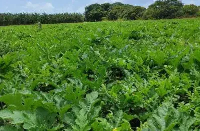 Fazenda com 253 hectares na região punau em plena br101 cortada por rio perene