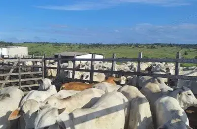 Chácara / sítio com 3 quartos à venda no Centro, Monte Alegre 