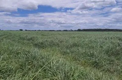 Fazenda com 570 hectares bastante estruturada na região de monte alegre