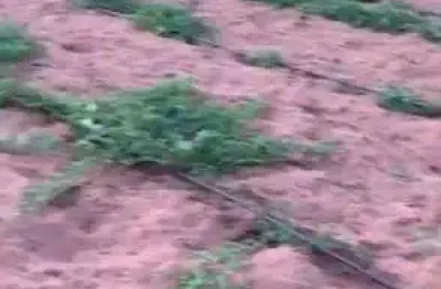 Fazenda com 27 hectares no vale de ceara mirim com irrigação