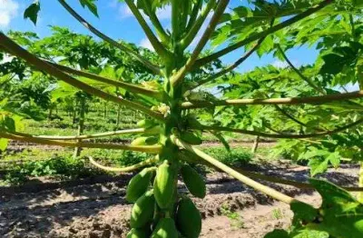 Área com 62 hectares no arena município de são josé de mipibu