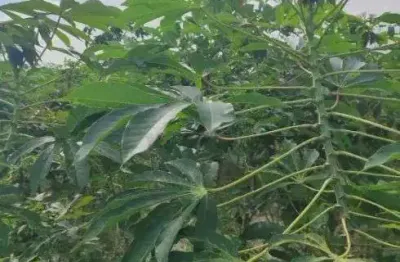 Fazenda com 80 hectares na região de macaiba próximo a vera cruz