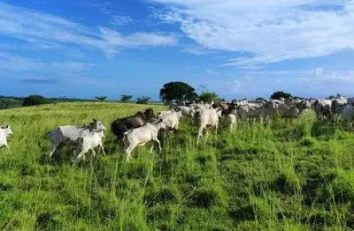 Fazenda/sítio/chácara com 38 hectares com casa sede casa de caseiro rio plantada curral poços etc