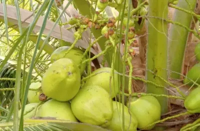 Fazenda com 60 hectares próximo a santa luzia de touros plantada de coqueiros híbrido e bamana