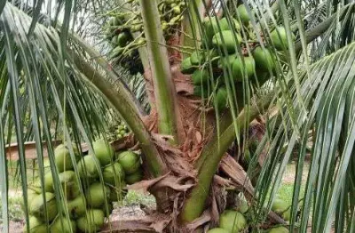 Fazenda com 50hc de coqueiros com 10 mil pés plantados com energia solar 100% irrigado