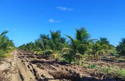 Fazenda com 50 hectares 90% plantada de coqueiro 10% plantada de banana 3 poços 100% irrigada casas