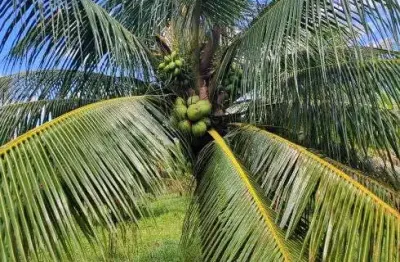 Alugo fazenda de coqueiro na grande natal zona sul entre s. josé e goianinha