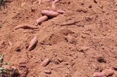 Fazenda com 1.300 hectares na região de rio do fogo