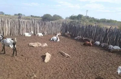 Linda fazenda com 380 hectares na chapada de apodi-rn
