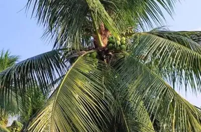 Fazenda com 40 hectares plantada de coqueiros em produção