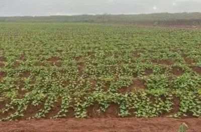 Chácara / sítio com 3 quartos à venda no Centro, Touros 