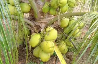 Fazenda com 60 hectares na região de touros com uma excelente plantação de coqueiros irrigação