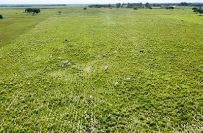 Fazenda com 142 hectares na região de macaíba bastante estruturada