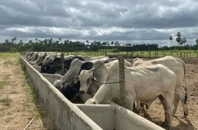 Fazenda com 191 hectares na região de carnaubais um luxo de propriedade