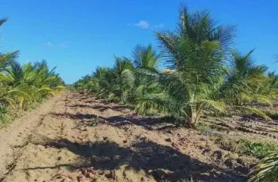 Excelente fazenda com 50 hectares em touros 90% plantada de coqueiro 10% plantada de banana