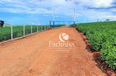 Chácara à venda, 1500 m²- recanto paraíso - londrina/pr