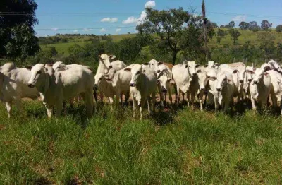 Fazenda à venda na Zona Rural, Presidente Olegário 