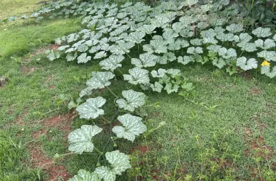 Chácara / sítio à venda na Área Rural de Patos de Minas, Patos de Minas 