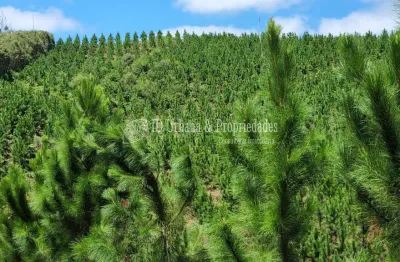 Terreno à venda na Bocaiuva / Divisa Com Rio Branco Do Sul, Centro, Bocaiúva do Sul