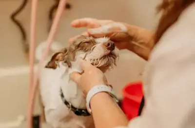 Ponto comercial à venda na Avenida Tuiuti, Vila Morangueira, Maringá