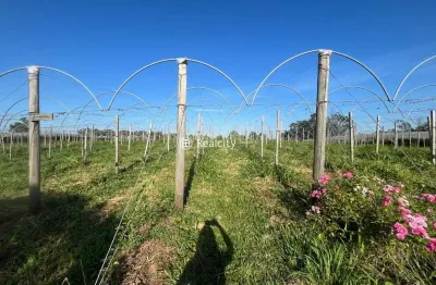 Terreno à venda na km 9, 28, são pedro, bento gonçalves por r$ 4.200.000