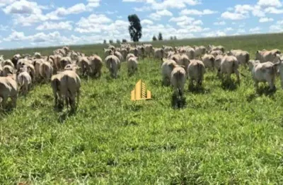 Fazenda com 2 salas à venda na Zona Rural, Bonito de Minas 