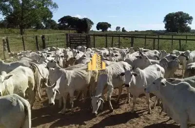 Fazenda de 1.844 hectares   santa fé de minas venda ou arrendamento