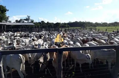 Fazenda no mato grosso com 4.988 ha, pastagem, pista de avião &#150; aceita permuta