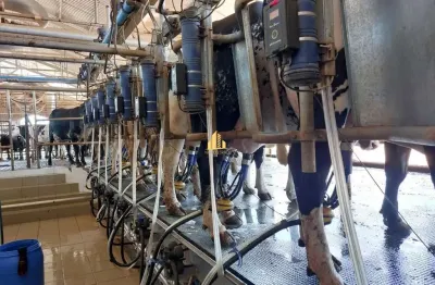 FAZENDA PEUCÁRIA LEITEIRA (CAPACIDADE INSTALADA 20.000 litros/dia