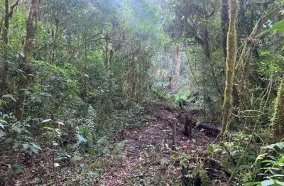 Terreno à venda, campestre da faxina, são josé dos pinhais, pr