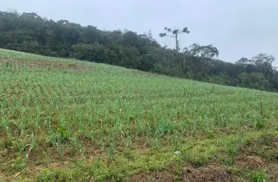 Terreno à venda, 24 mil metros na colonia marcelino, são josé dos pinhais, pr