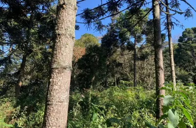 Terreno à venda, campestre da faxina, faxina (são josé dos pinhais), pr