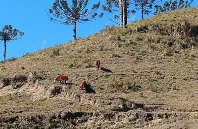 Chácara / sítio com 3 quartos à venda na Zona Rural, Bom Retiro 
