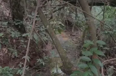 Chácara exclusiva com mata nativa e água de mina em condomínio tranquilo