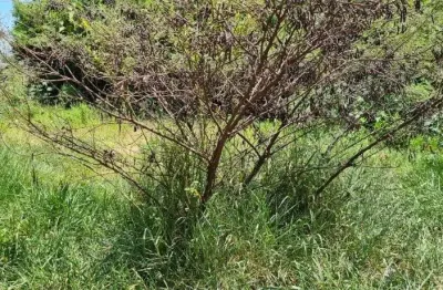 Terreno à venda, 132 m² por r$ 45.000,00 - marília - marília/sp