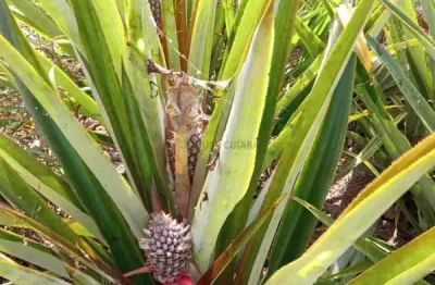 Sítio de 34 hectares no assentamento comunidade sadia 3