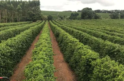 Excelente fazenda de café a venda em minas gerais - triângulo mineiro