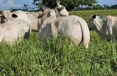 Fazenda  a venda  em santo antonio do leverger - mt
