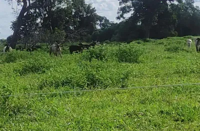 Fazenda de 361 alqueires no município de mozarlândia no estado de goiás