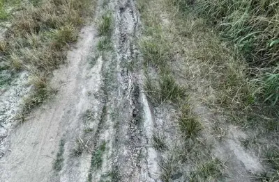 Fazenda de 506 alqueires de 4,84 área toda plana, plantando há 6 anos 710 hectar