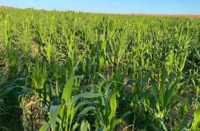 Fazenda de 770 alqueires área total, no municipio de santa maria tocantins