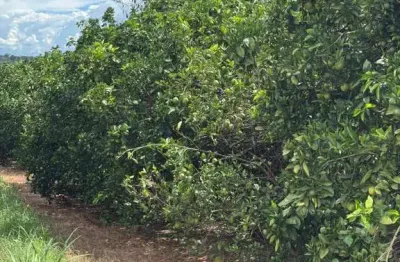 Fazenda de 404 alqueres na região da cidade de fernandópolis - sp
